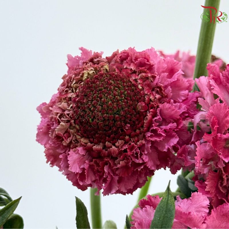 Scabiosa