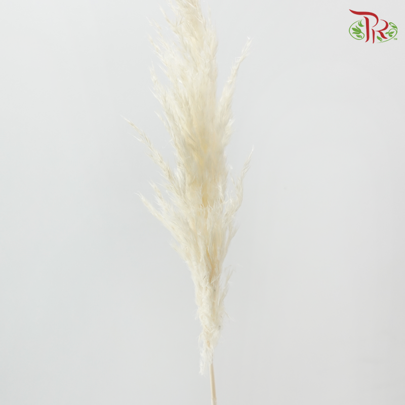 Dry Wild Pampas Grass