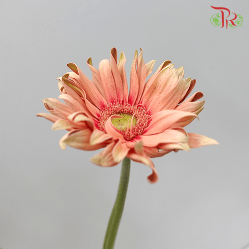 Gerbera Pasta - Peach (9-10 stems) - Pudu Ria Florist