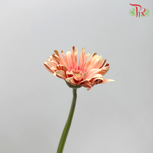 Gerbera Pasta - Peach (9-10 stems) - Pudu Ria Florist