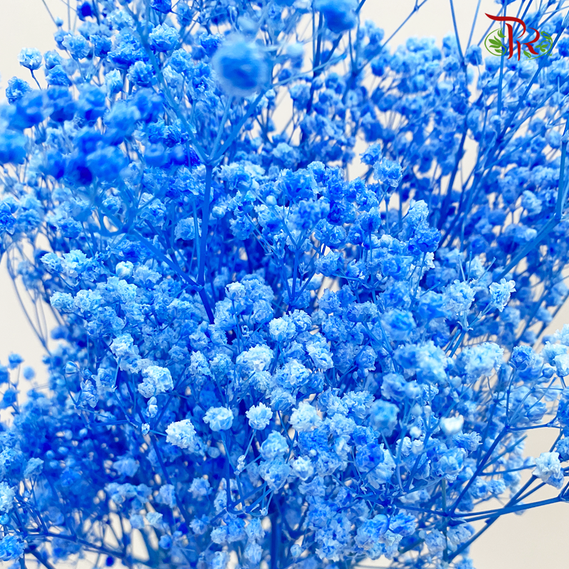 Preserved Baby's Breath - Blue (Per Bunch) - Pudu Ria Florist
