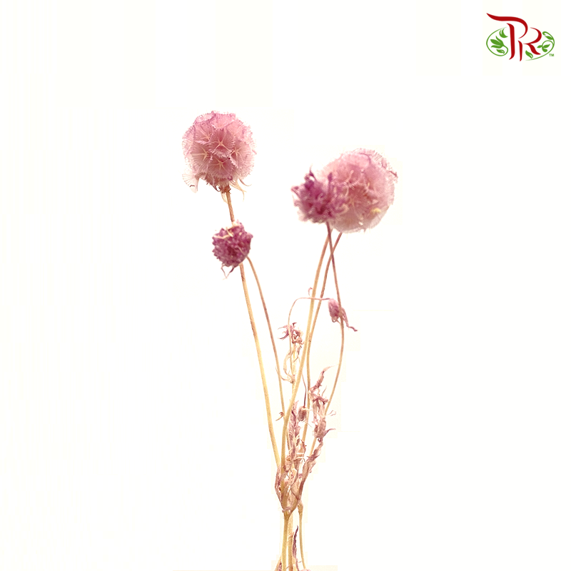 Preserved Scabiosa - Dusty Pink (Per Bunch) #9 - Pudu Ria Florist