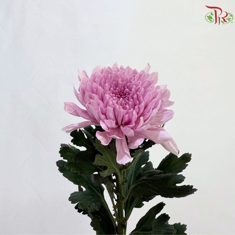 Anastasia / Net Mum Chrysanthemum