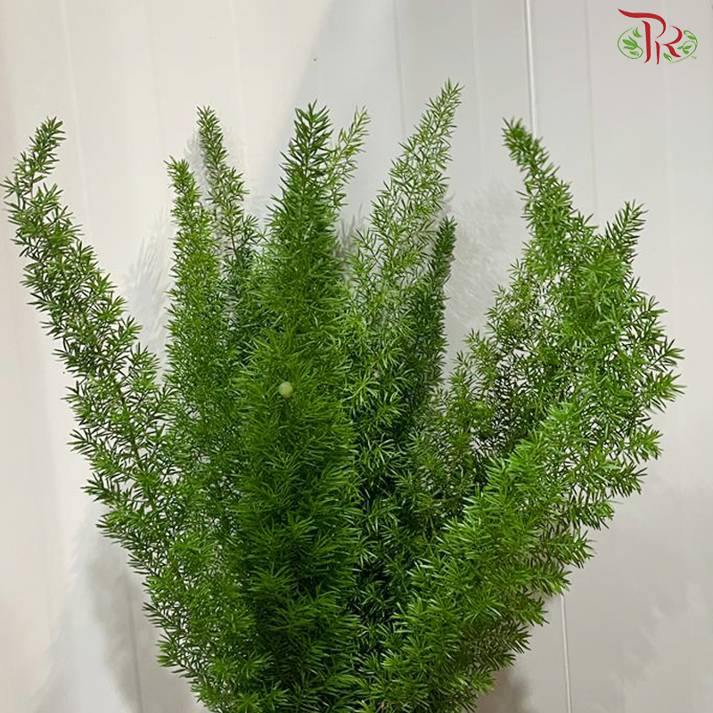 Fox Tail - (Per Bunch)