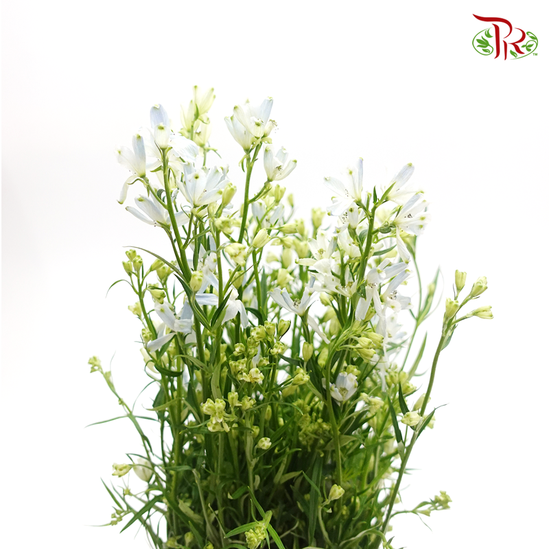 Delphinium Mini - Light Blue (Per Bunch) - Pudu Ria Florist