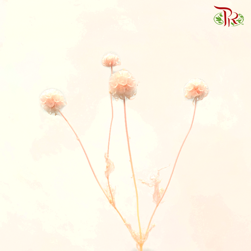 Preserved Scabiosa - Peach (Per Bunch) #1 - Pudu Ria Florist