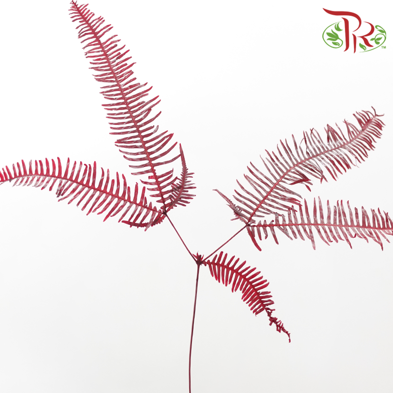 Mangqi - Red (Per Bunch)