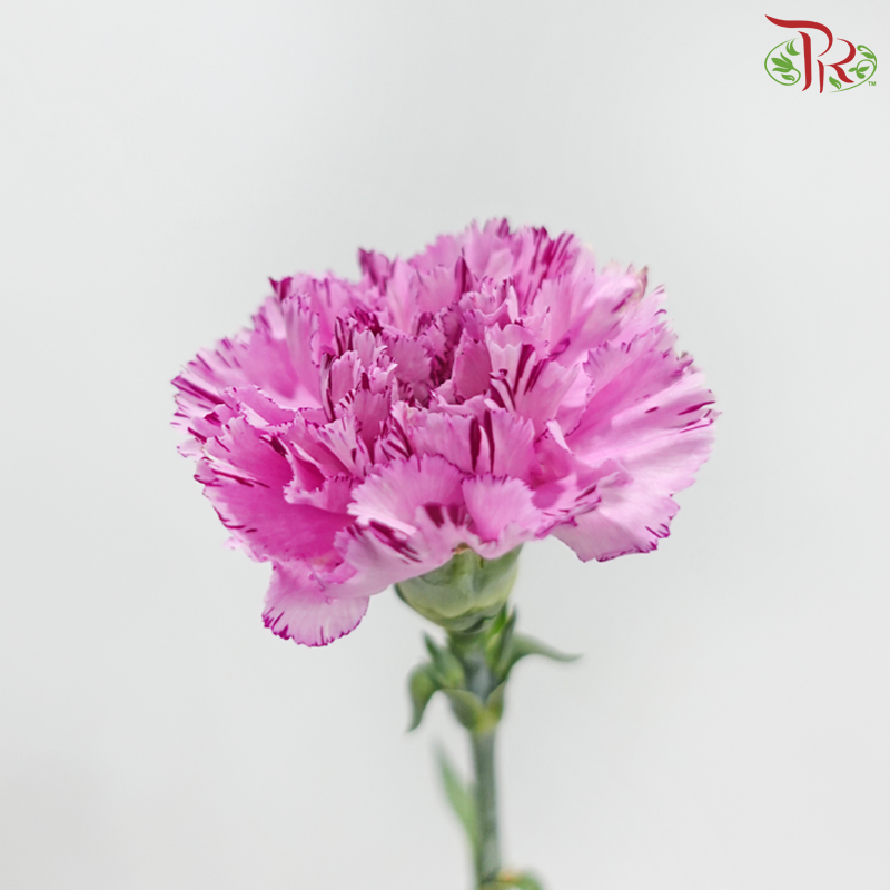 Carnation《康乃馨》