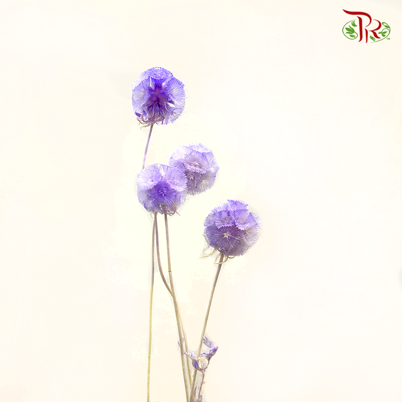 Preserved Scabiosa - Purple (Per Bunch)#2 - Pudu Ria Florist