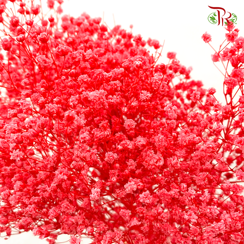 Preserved Baby's Breath - Red (Per Bunch) - Pudu Ria Florist