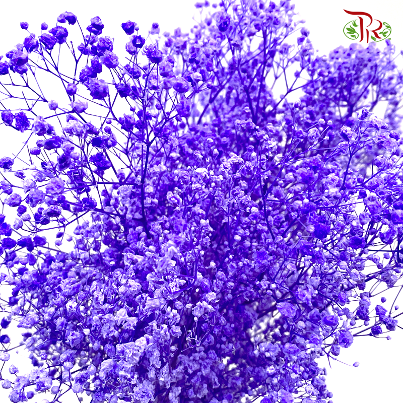 Preserved Baby's Breath - Purple (Per Bunch) - Pudu Ria Florist