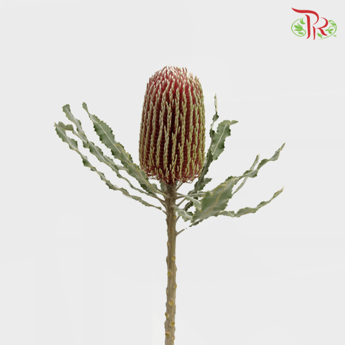 Banksia Prionotes / Menziesii 2 - (2 Stems) - Pudu Ria Florist