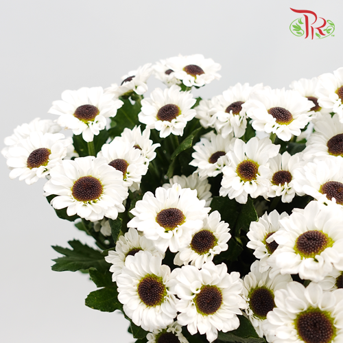 Pom Pom Santini - White (10 Stems) - Pudu Ria Florist