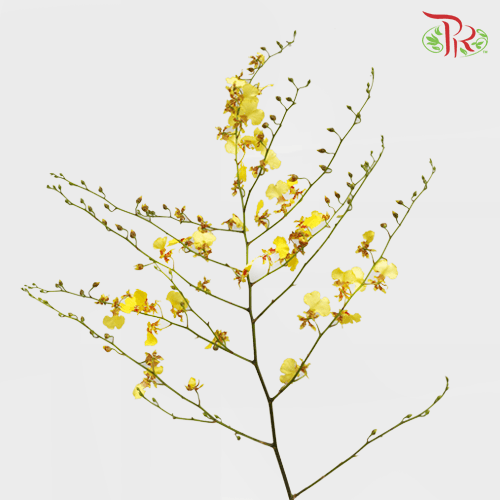 Orchid Oncidium Red Lips (M)- (10 Stems) - Pudu Ria Florist