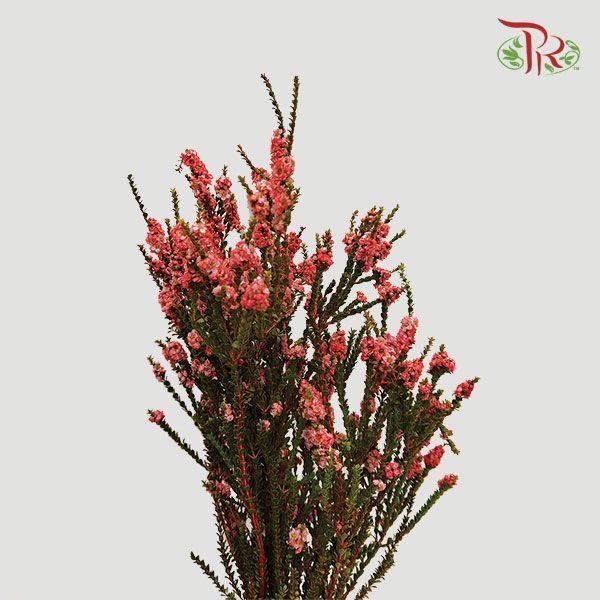 Snowflake Double- Red (Per Bunch) - Pudu Ria Florist