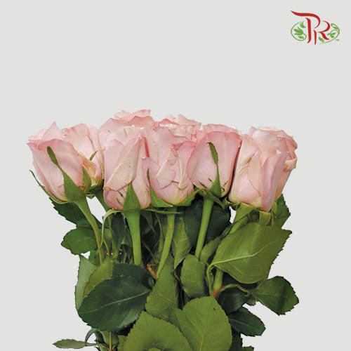 Rose - Mother Of Pearl (10 Stems) - Pudu Ria Florist
