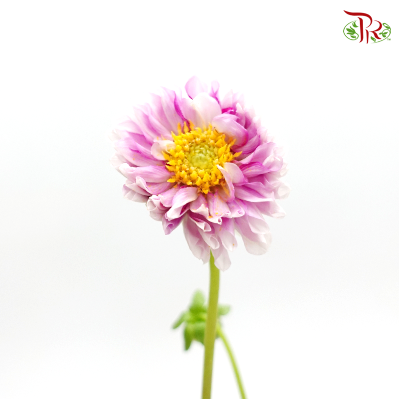 Dahlia - Hybrida (Per Bunch) - Pudu Ria Florist