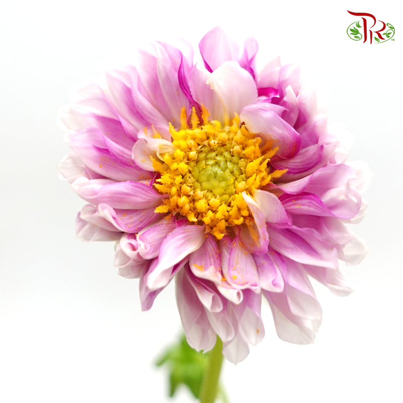 Dahlia - Hybrida (Per Bunch) - Pudu Ria Florist
