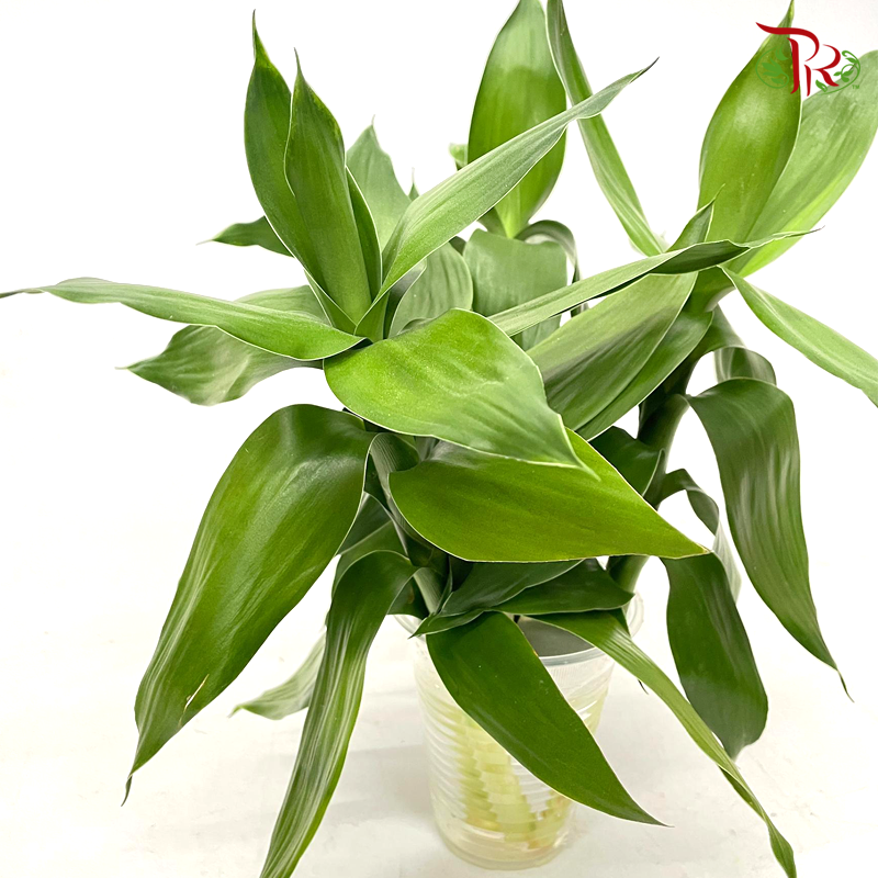 3 in 1 Lotus Bamboo In Water Cup-Malaysia-prflorist.com.my