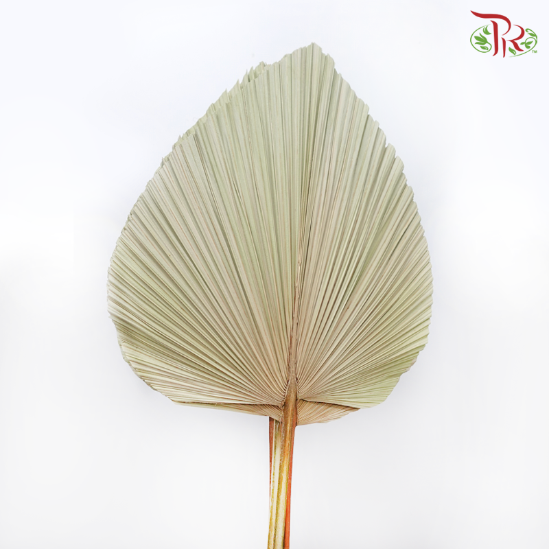 Dry Palm Tower (Mixed Circular Shapes)