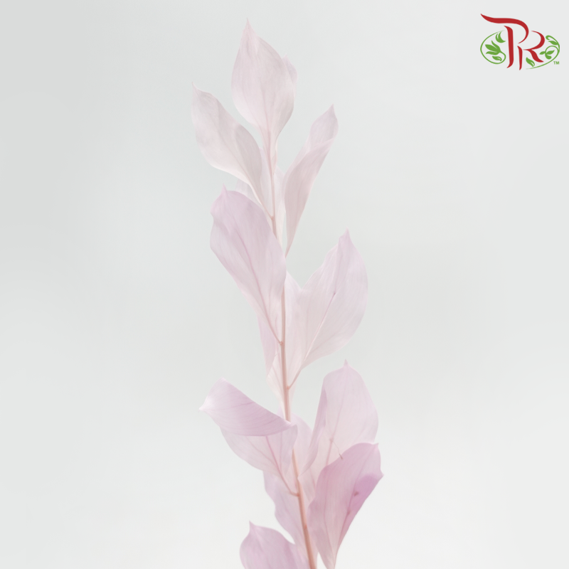 Dry Orange Leaf Dyed