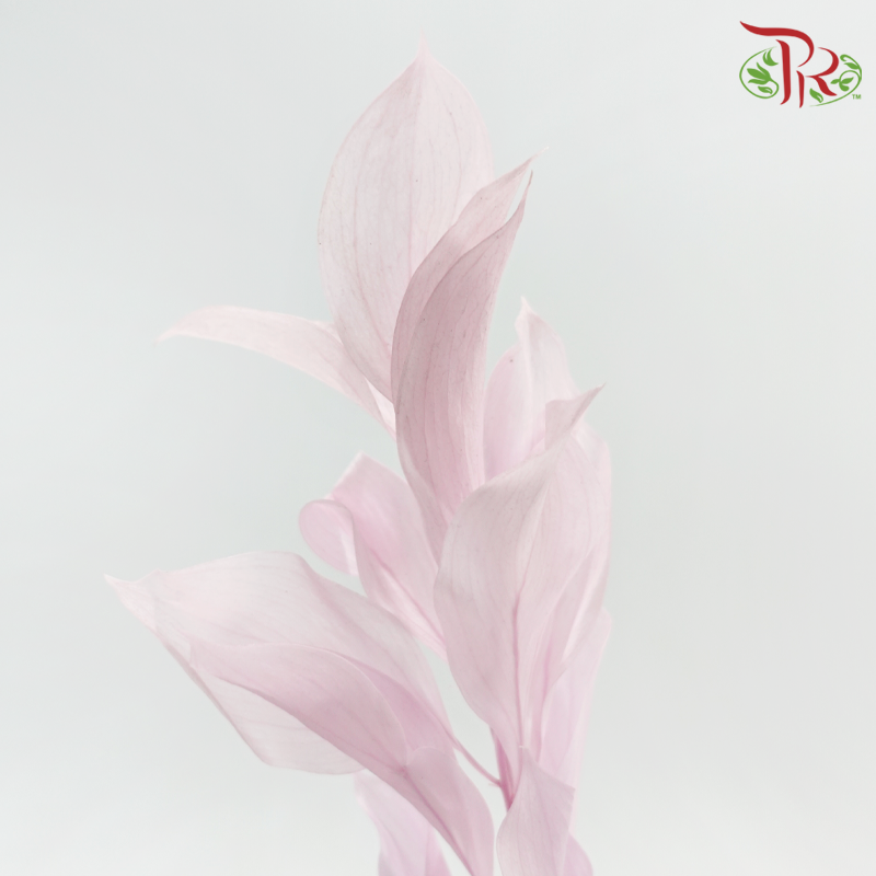 Dry Orange Leaf Dyed