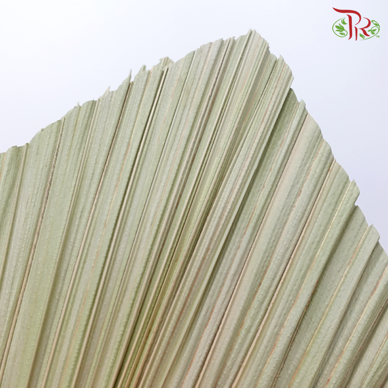 Dry Palm Tower (Mixed Circular Shapes)