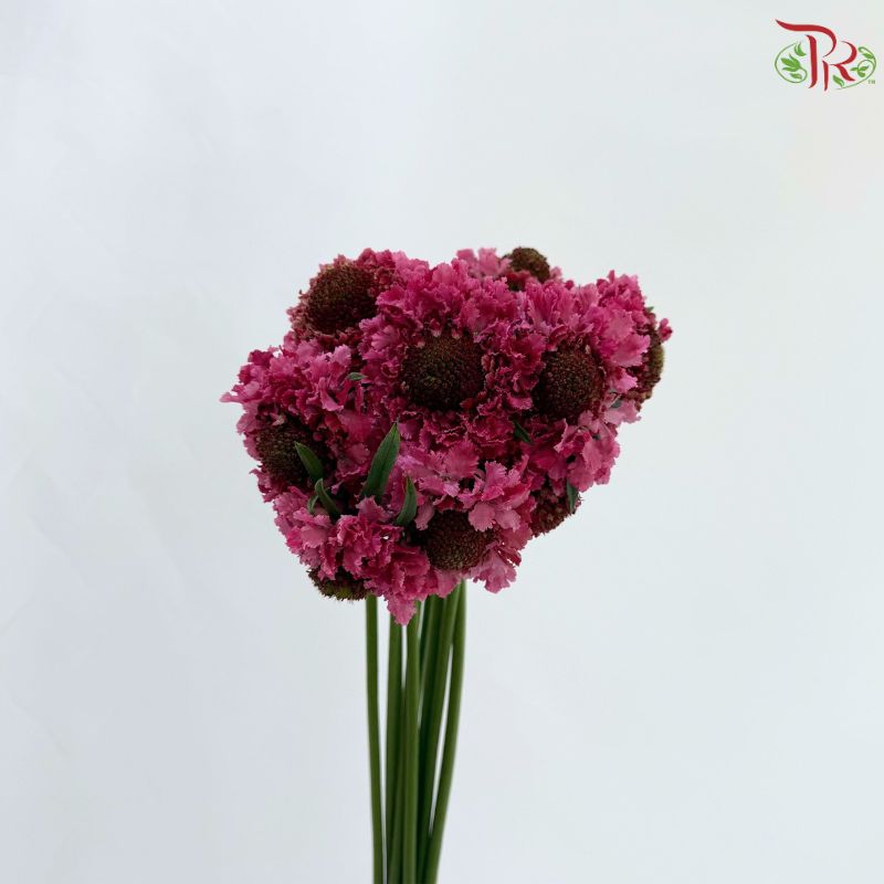Scabiosa