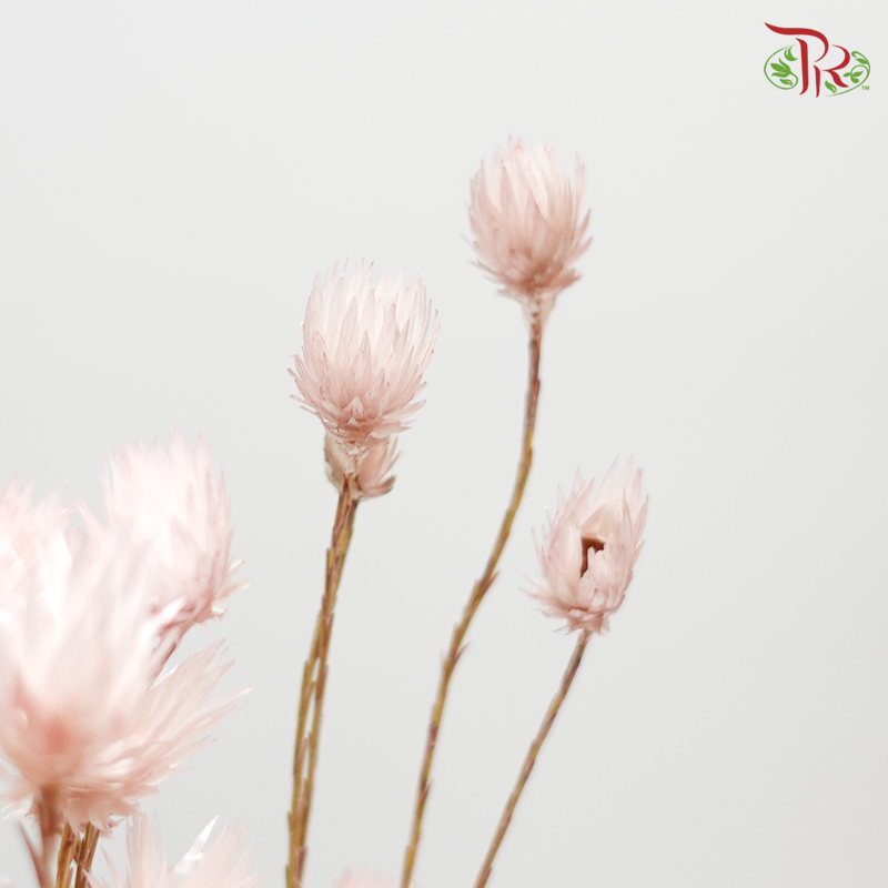 Preserved Shiny Pink (3024-0-100) - Pudu Ria Florist