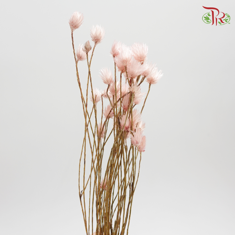 Preserved Shiny Pink (3024-0-100) - Pudu Ria Florist