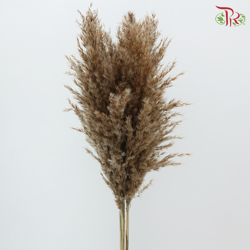 Dry Wild Pampas Grass