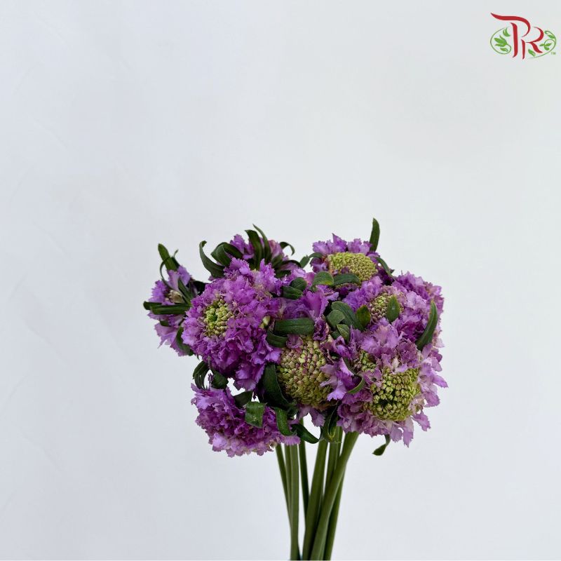 Scabiosa