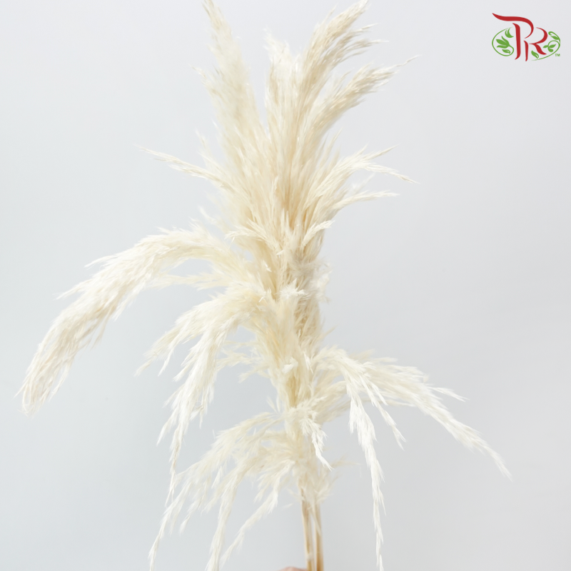 Dry Wild Pampas Grass