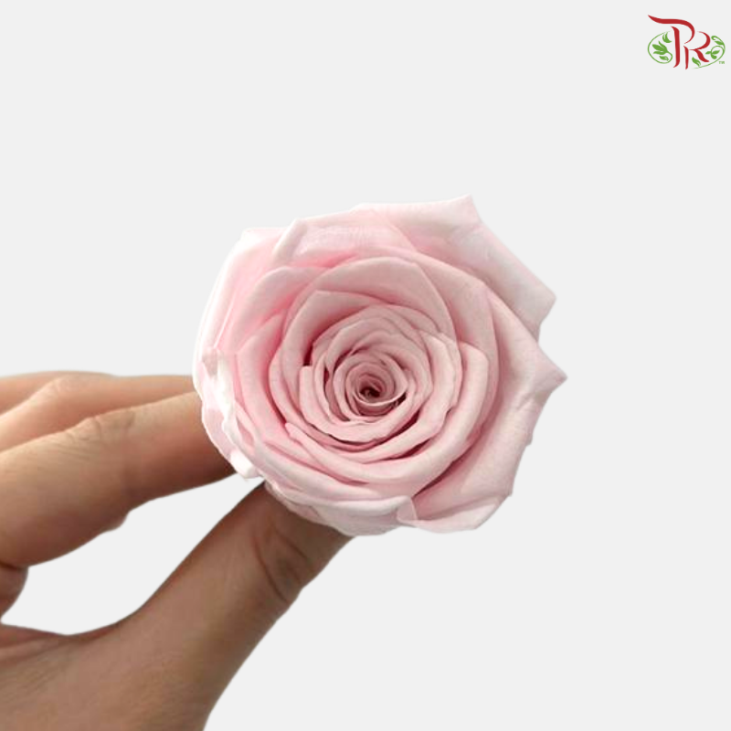 8 Blooms Preserved Rose