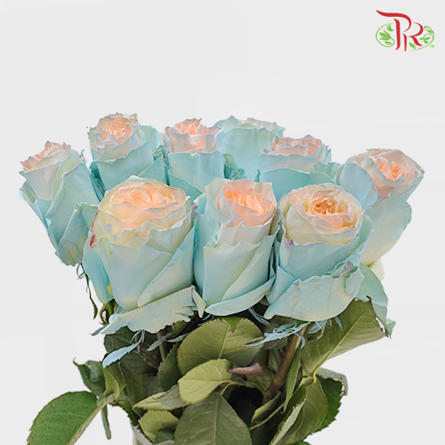 Ceres Rose - Jelly Fish 2 (10 stems) - Pudu Ria Florist