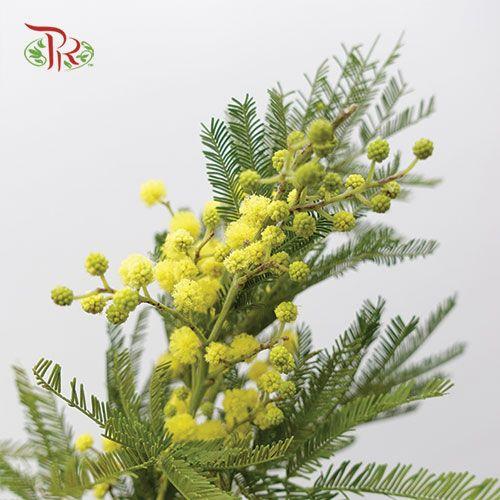 Mimosa Floribunda - Yellow - Pudu Ria Florist