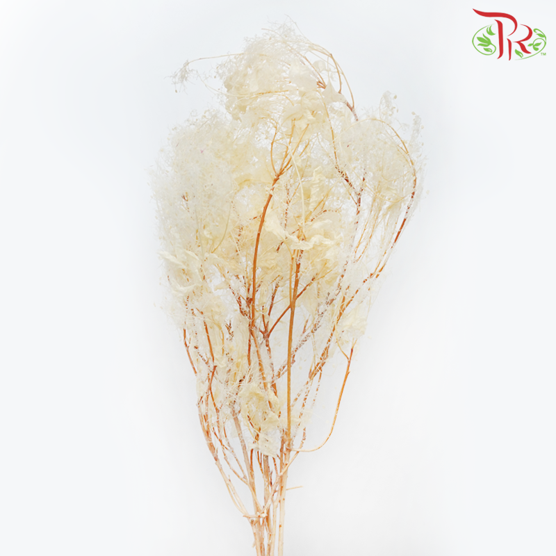 Preservative Cotinus (Per Bunch) - Pudu Ria Florist
