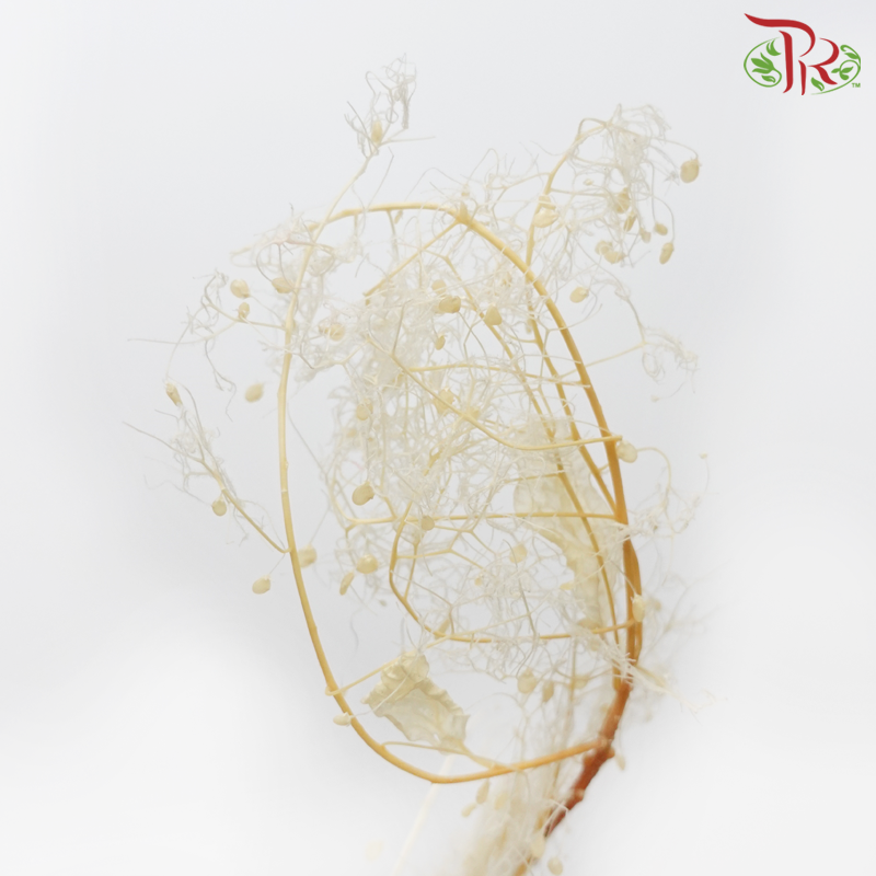 Preservative Cotinus (Per Bunch) - Pudu Ria Florist