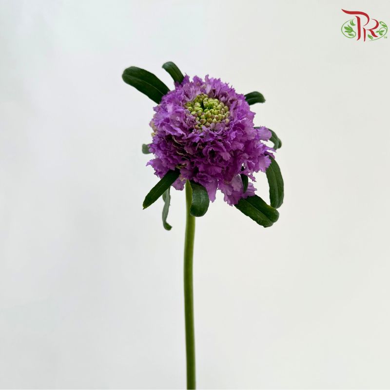 Scabiosa