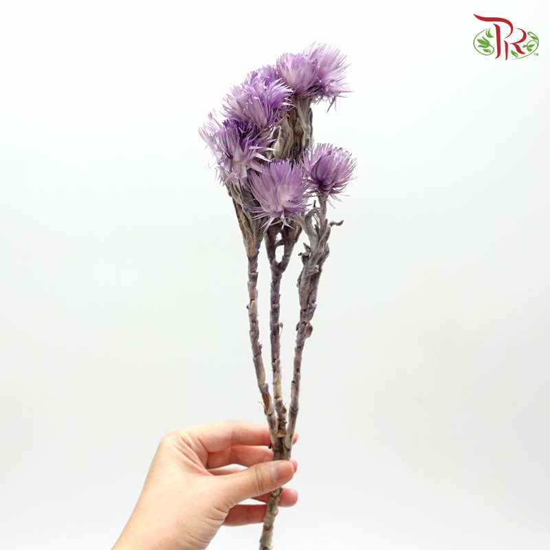 Silver Daisy Preservative - Purple ( 3200-0-440 ) - Pudu Ria Florist