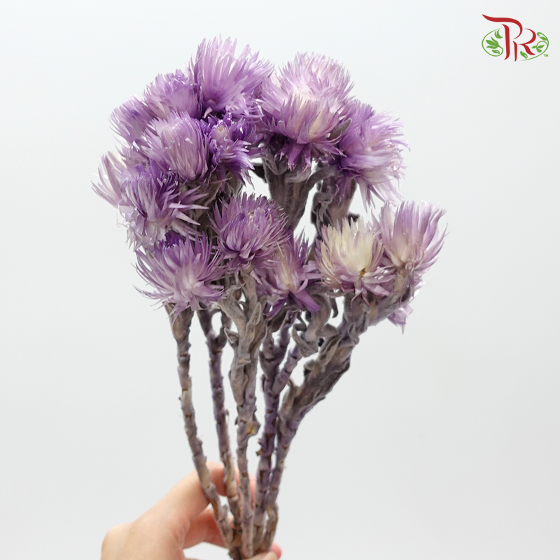 Silver Daisy Preservative - Purple ( 3200-0-440 ) - Pudu Ria Florist