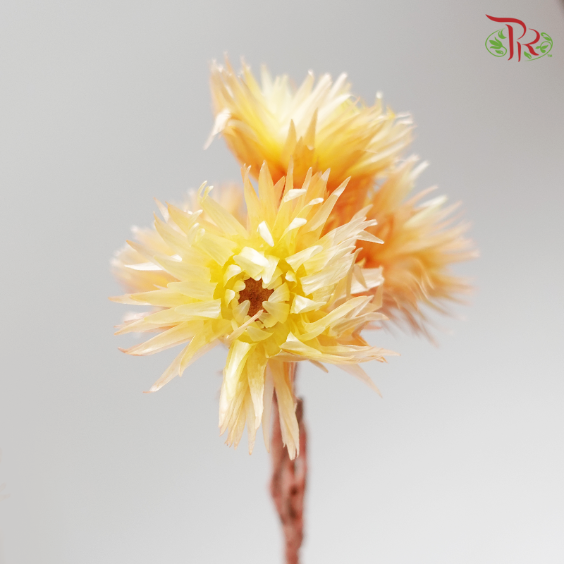 Preserved Silver Daisy - Orange (3200-0-512) - Pudu Ria Florist