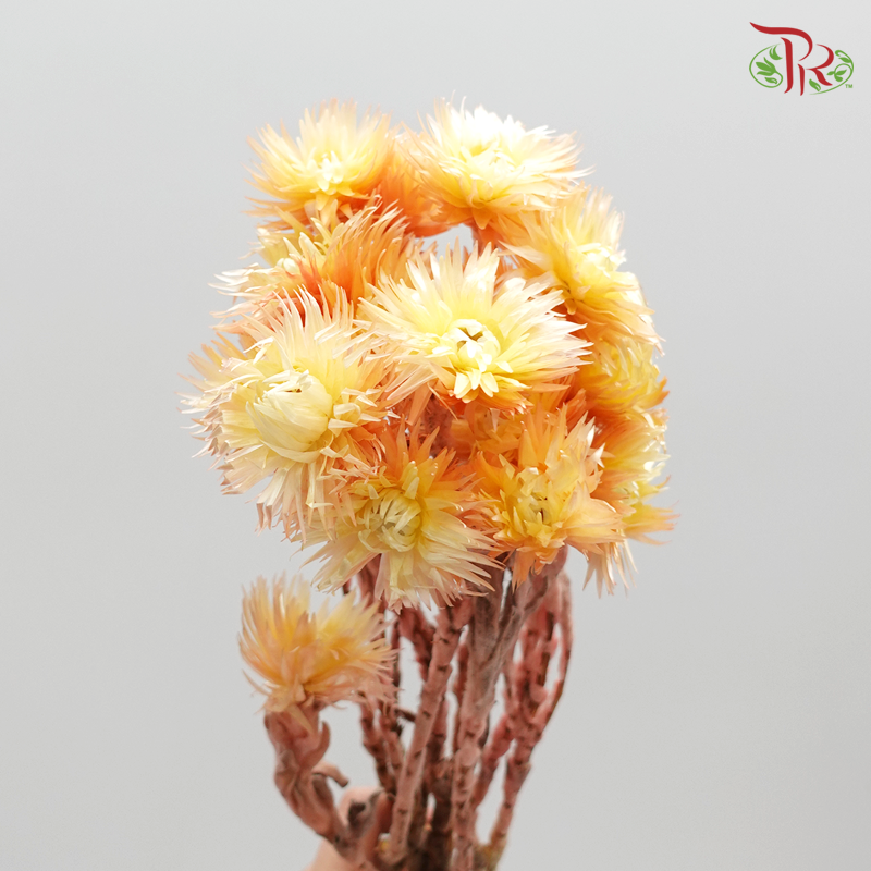 Preserved Silver Daisy - Orange (3200-0-512) - Pudu Ria Florist