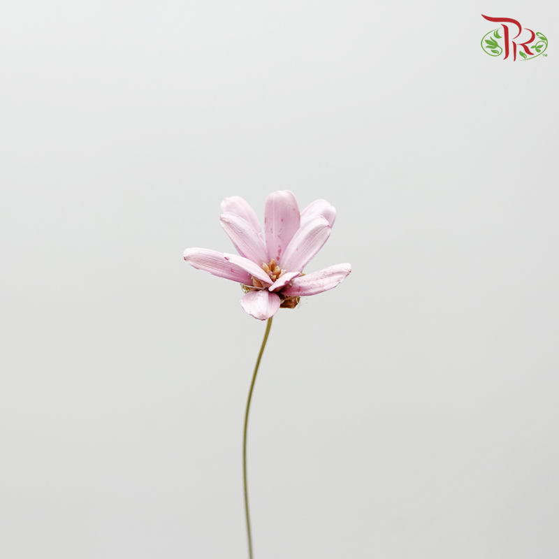 Petite Flower Preservative - Pink ( 3214-0-100 ) - Pudu Ria Florist