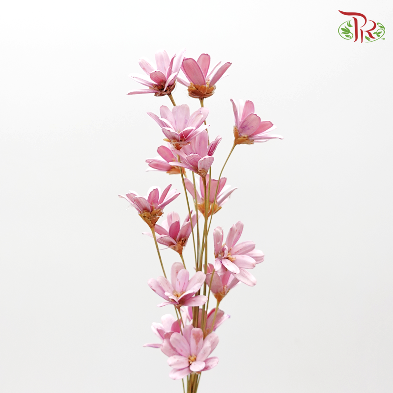 Petite Flower Preservative - Pink ( 3214-0-100 ) - Pudu Ria Florist