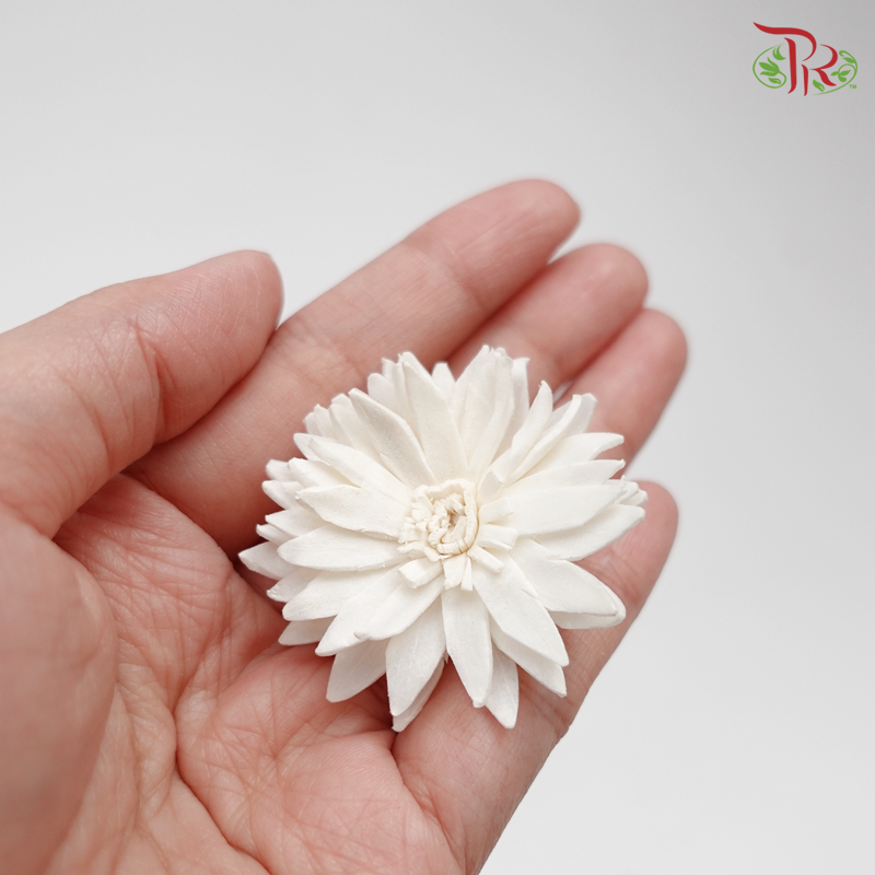 Preserved Sola Marguerite Head Small (10 pcs) (3273-1-010) - Pudu Ria Florist