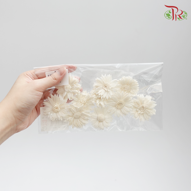 Preserved Sola Marguerite Head Small (10 pcs) (3273-1-010) - Pudu Ria Florist