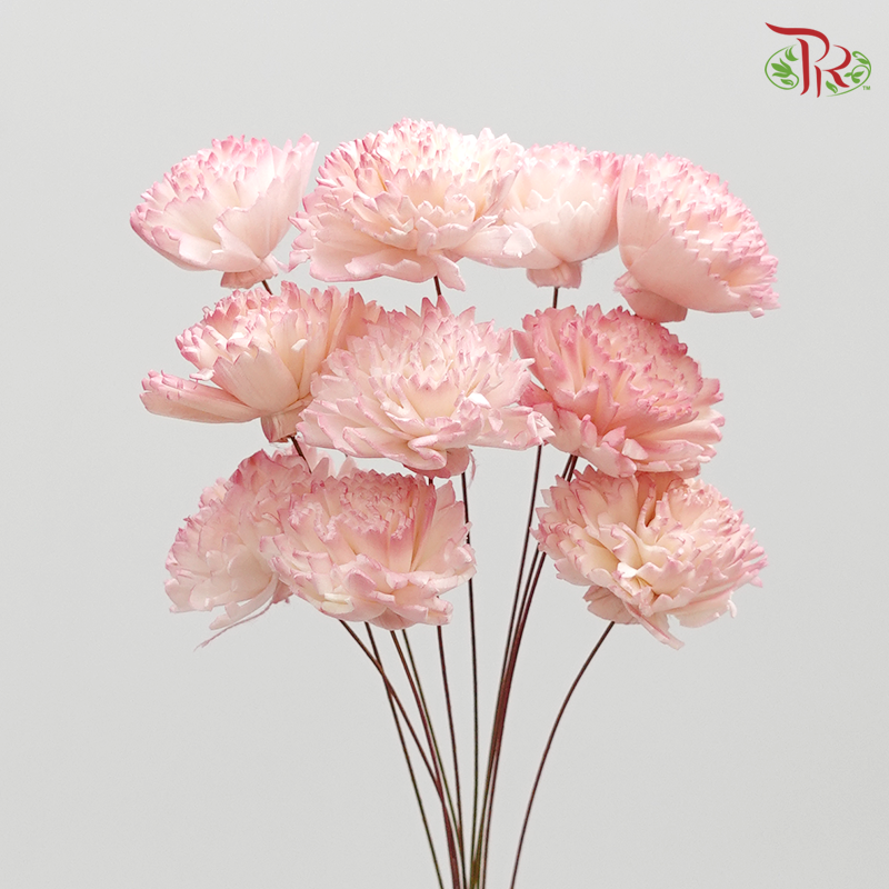 Preserved Sola Chiffon Carnation - Small (Pink) (3276-4-103) - Pudu Ria Florist