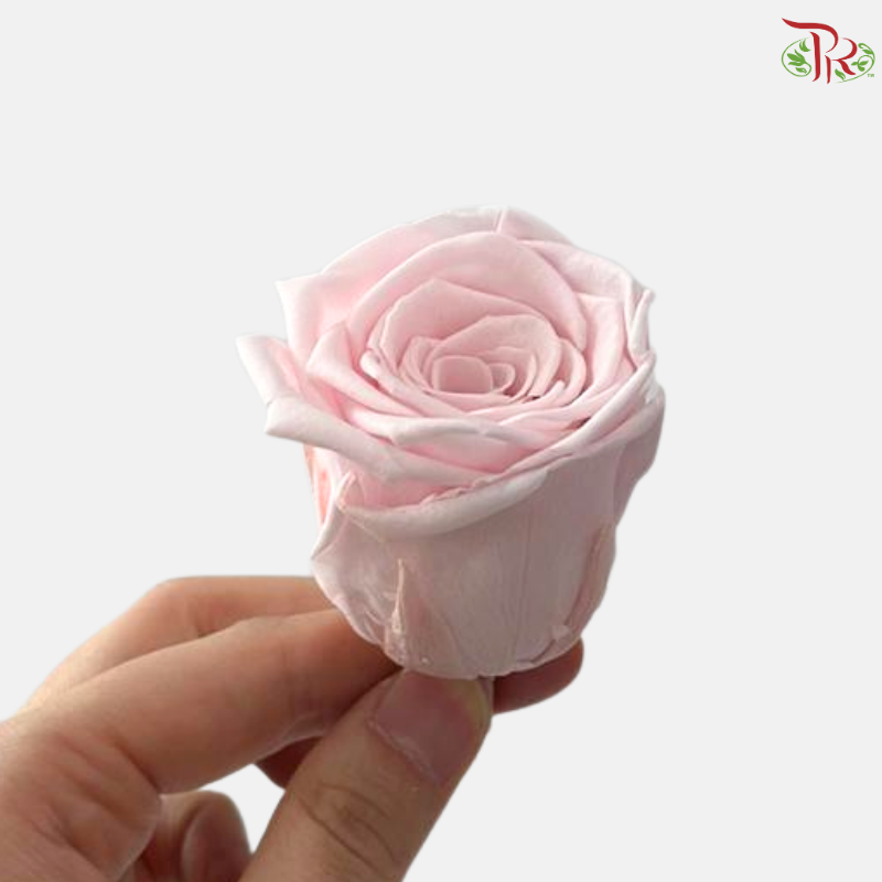 8 Blooms Preserved Rose