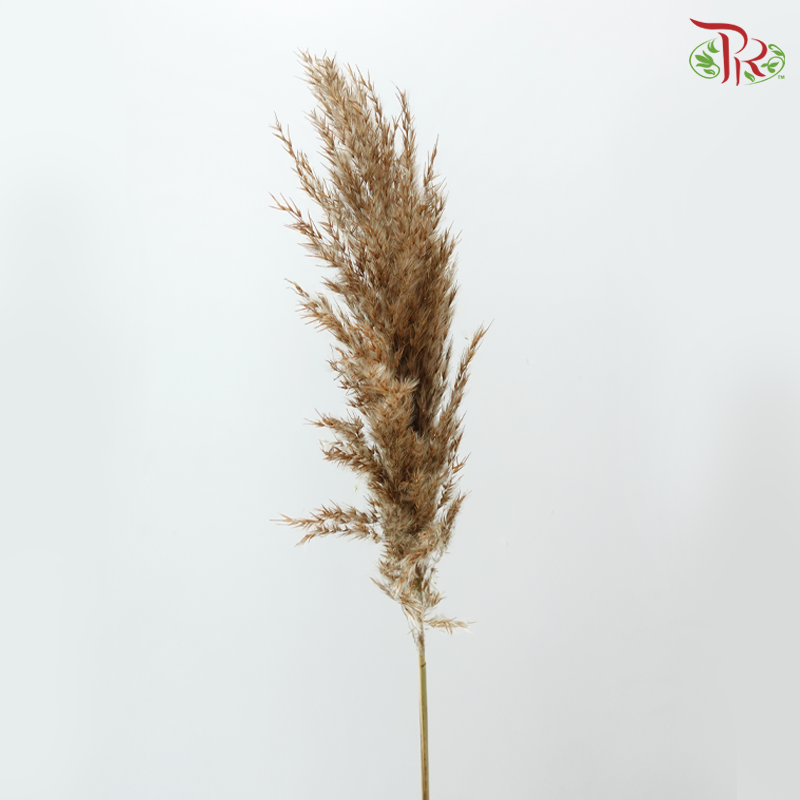 Dry Wild Pampas Grass